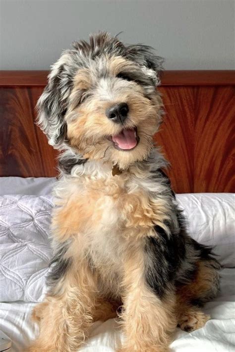 How Much Does an Aussiedoodle Cost? - Dog Pricing