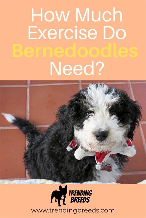 How Much Exercise Does A Bernedoodle Puppy Need