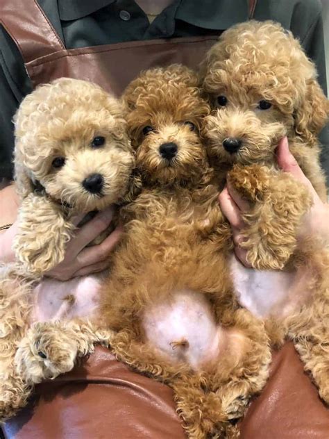How Much For A Toy Poodle Puppy