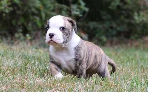 How Much For American Bulldog Puppies