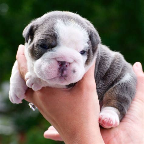 How Much For An American Bulldog Puppy