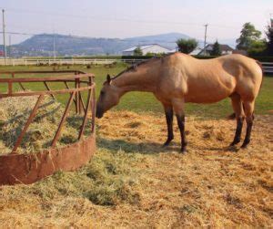 How Much Hay To Feed A Horse Per Day? - Best Horse Rider