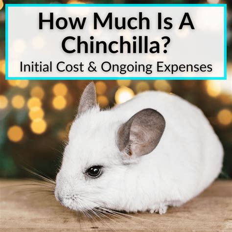 How Much Is A Chinchilla? (Initial Cost & Ongoing Expenses)