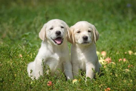 How Much Is A Labrador Retriever Puppy Cost