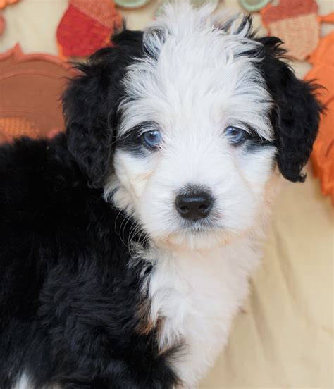 How Much Is A Mini Bernedoodle Puppy