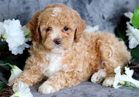 How Much Is A Toy Poodle Puppy Cost
