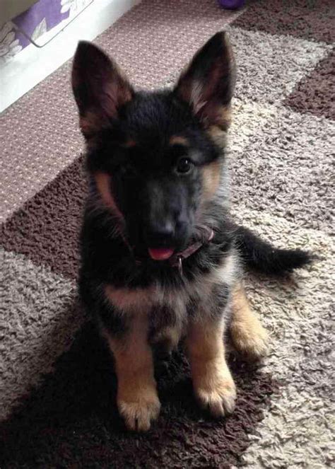 How Much Is It To Adopt A German Shepherd Puppy