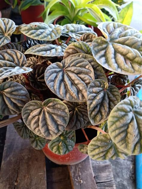 How Much Light Does A Pilea Peperomia Need?