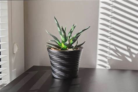 How Much Light Does Haworthia Need? (Haworthia Light …