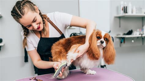 How Much Money Do Dog Groomers Make? - TheList.com