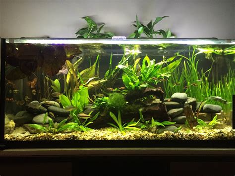 How Much Sand For 29 Gallon - FishLore Aquarium Fish Forum