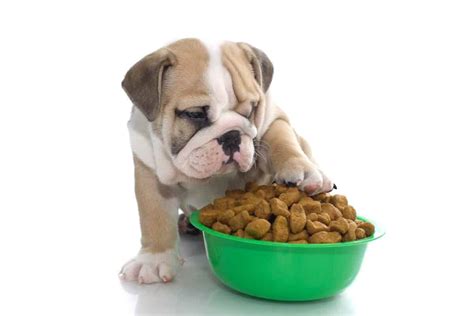 How Much Should A English Bulldog Puppy Eat