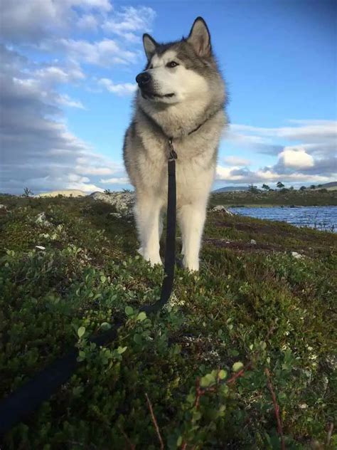 How Much Should Alaskan Malamute Weigh? Alaskan Malamute …