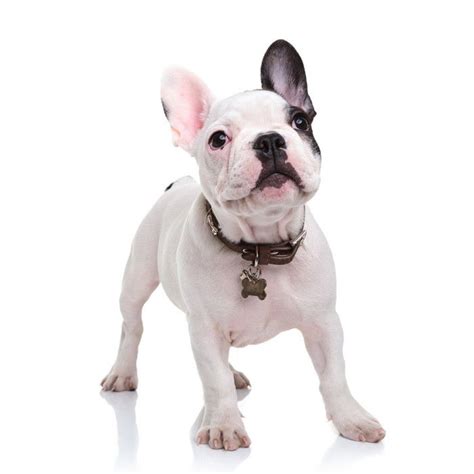 How Much Should I Pay For A French Bulldog Puppy