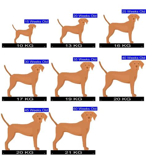 How Much Should Vizsla Weigh? Vizsla Weight Calculator.