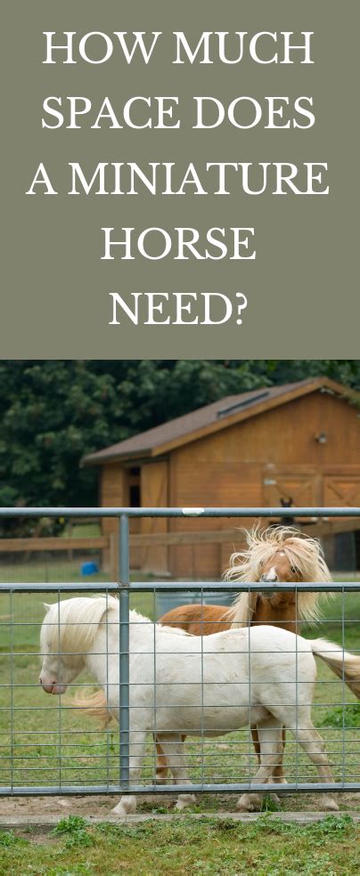 How Much Space Does A Mini Pony Need? - Great American …