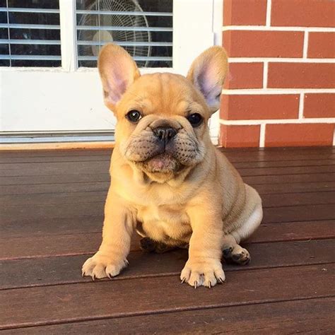 How Much To Feed 8 Week Old French Bulldog Puppy