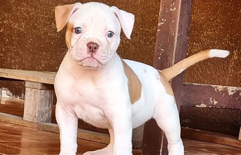 How Much To Feed A American Bulldog Puppy