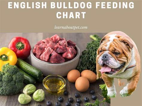 How Much To Feed A English Bulldog Puppy
