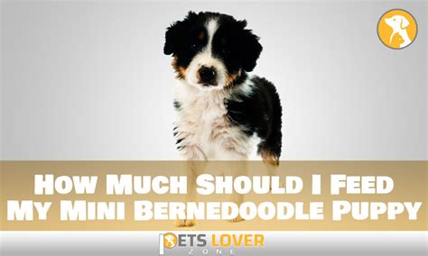 How Much To Feed Bernedoodle Puppy