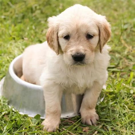 How Much To Feed Golden Retriever Puppy 8 Weeks