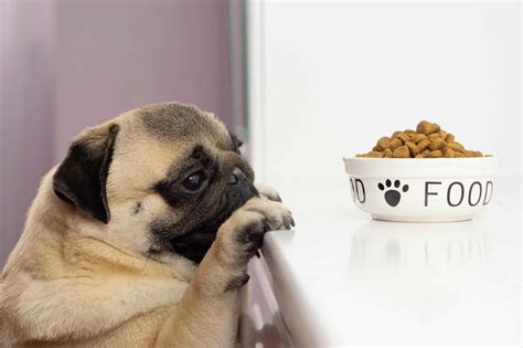 How Much To Feed Pug Puppy