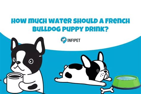 How Much Water Should French Bulldog Puppy Drink