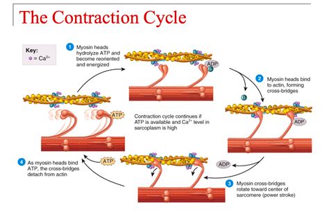 How Muscle Fiber Contraction Works