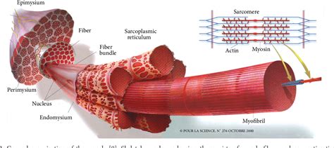 How Muscle Structure and Composition Influence …