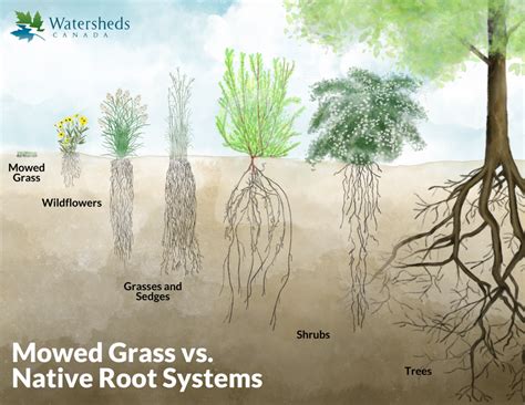 How Native Plants Help with Erosion Control Watersheds Canada Work