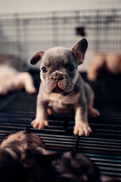 How Often Can A French Bulldog Have Puppies