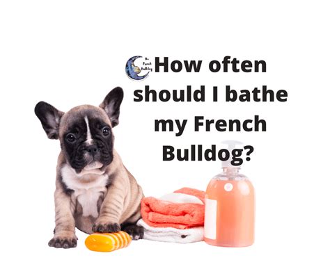 How Often Can I Bathe My French Bulldog Puppy
