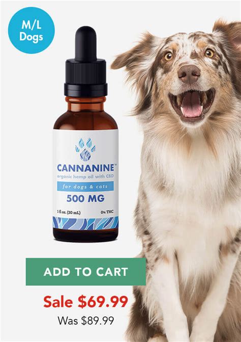 How Often Can I Give My Dog Cbd For Pain