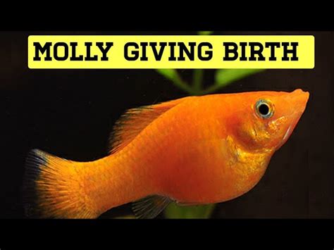 How Often Can Molly Fish Get Pregnant? - Molly Fish Tank