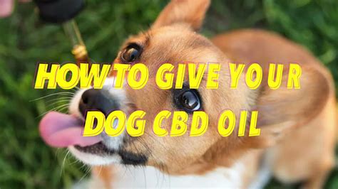 How Often Can You Give A Dog Cbd