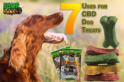 How Often Can You Give A Dog Cbd Treats