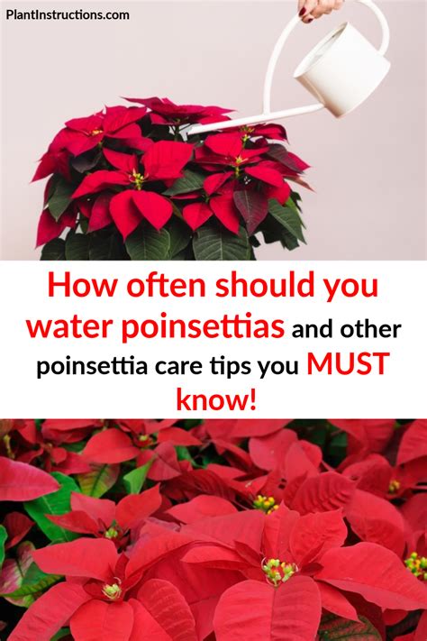 How Often Do You Water A Poinsettia Plant Indoors? Best Tips