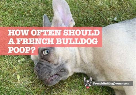 How Often Should A French Bulldog Puppy Poop