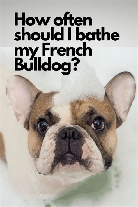 How Often Should I Bathe My French Bulldog Puppy