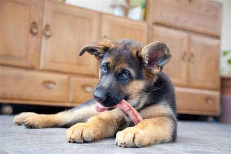 How Often Should I Feed My German Shepherd Puppy