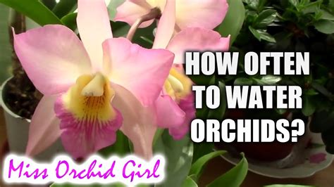 How Often Should I Water My Orchid Over & Under Watered Orchid