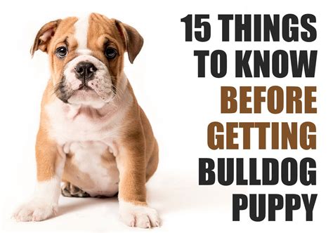 How Often Should You Bathe A Bulldog Puppy