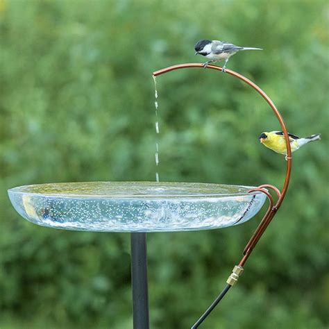 How Often Should You Change The Water In Your Bird Bath?