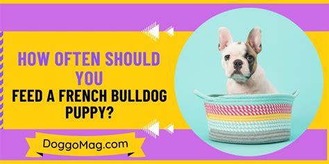 How Often Should You Feed A French Bulldog Puppy