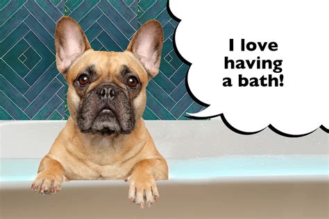 How Often To Bathe A French Bulldog Puppy