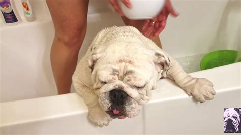 How Often To Bathe English Bulldog Puppy
