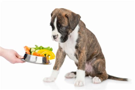 How Often To Feed A Boxer Puppy