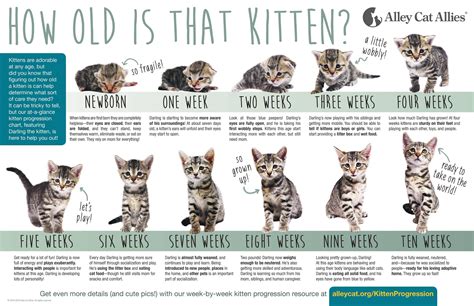 How Old Are Kittens When They First Walk? Pets - The Nest