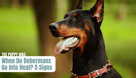 How Old Must A Doberman Be To Go Through Heat?