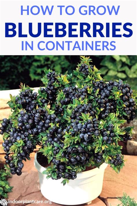 How Old Or What Age Are Blueberry Plants In 1 And 3 Gallon …